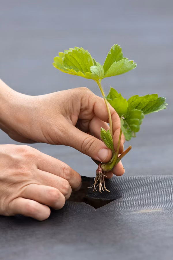 Агроволокно чёрное мульчирующее, Agrofibre (Agril) negru de mulcire
