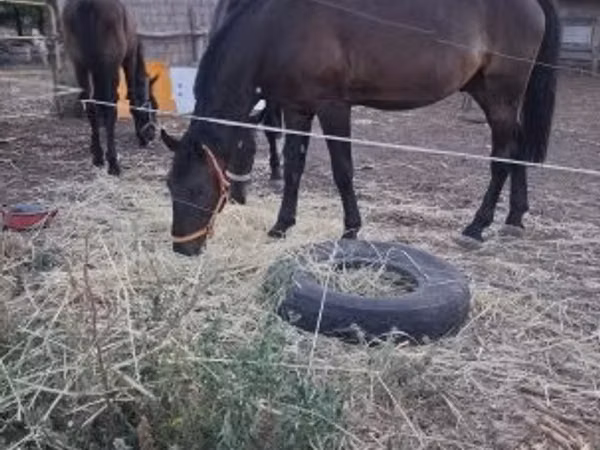 Horse (M), Nonius horse — Hungary