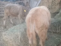 Bull, Auliekol breed — photo 2