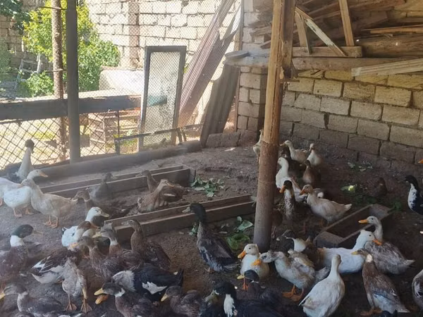 Ducks — جمهوری آذربایجان