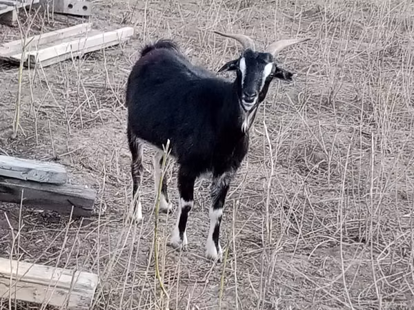 Billy Goat, Goats — Kazakhstan