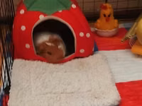 Mini donuz balası (guinea pig) üçün tam dəst ev və aksesuarlar tam — تصویر 3