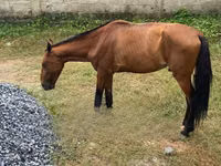 公马, Horses — 照片 4