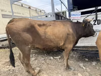 Cow, Cattle — photo 3