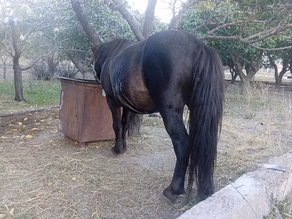 Horse (M), Horses — Kyrgyzstan