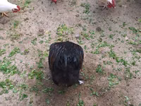Chickens — foto 3