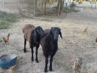 公羊, Sheep — 照片 3