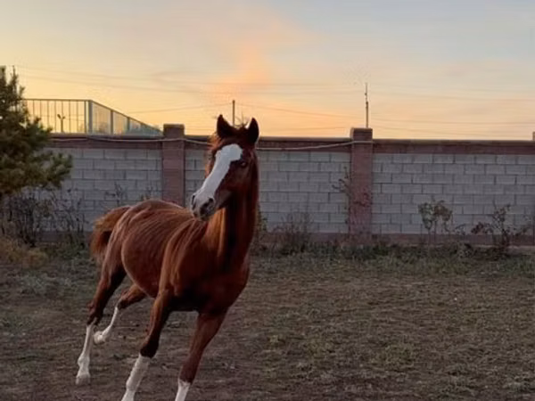 Horse (M), Arabian horse — Kazakhstan