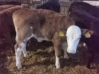 牛只（批次，未指定性别）, Simmental cattle — 照片 1