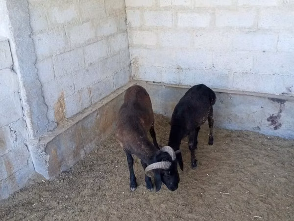 Ram, Sheep