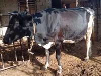 Αγελάδα, Russian Black pied cattle — φωτογραφία 2