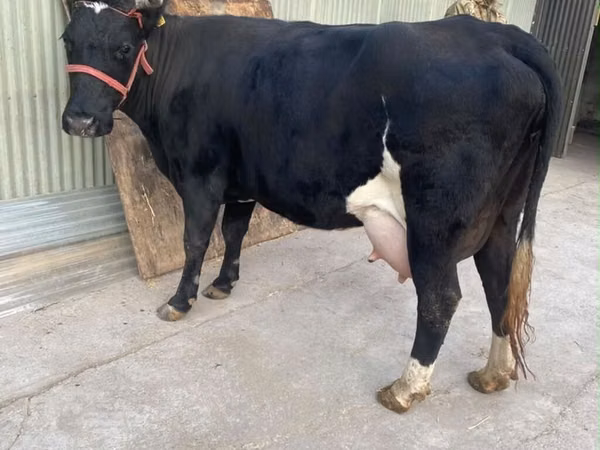 Lo’, Holstein breed