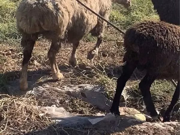 Sheep, Sheep — Kazakhstan