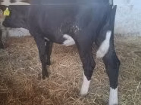 Cow, Holstein breed — Hungary