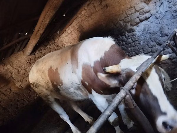 Bull, Simmental cattle — Kyrgyzstan