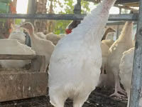 Turkeys — foto 2