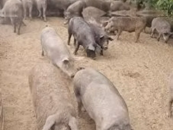 Grisar (parti, kön ej angivet), Grisar