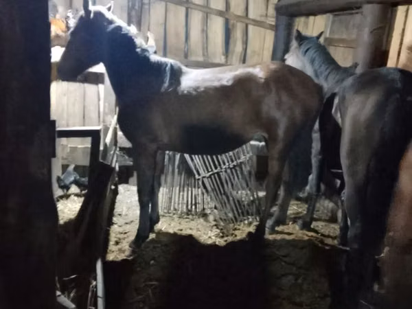 Horse (M), Horses — Kazakhstan