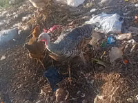 Turkeys — foto 2