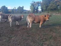 Bò cái, Partenaise cattle — ảnh 2