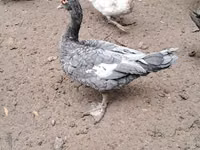 Ducks — foto 5