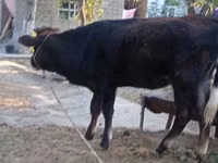 सांड, मवेशी — फ़ोटो 1