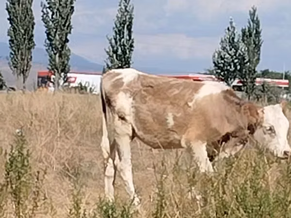 İnək, Red Estonian cattle — Qırğızıstan