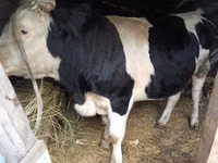 Banteng, Russian Black pied cattle — foto 2