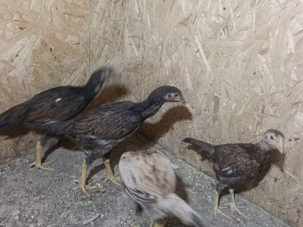 Chickens — Kyrgyzstan