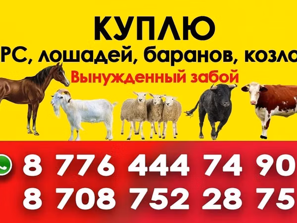 مادیان, Horse breed — قزاقستان