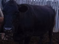 Cow, Swiss cattle — photo 1