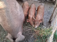 Sow — photo 3
