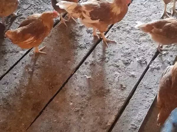 ব্রাহ্মা — আর্মেনিয়া