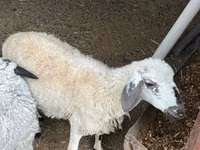 Sheep, Sheep — photo 3