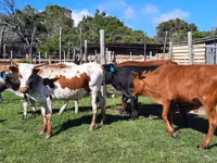 Կով, Nguni cattle — լուսանկար 1