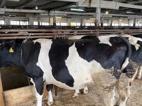 Vache, Vache kazakhe à tête blanche — Russie