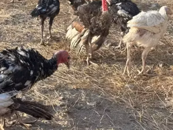 Turkeys — Armenia