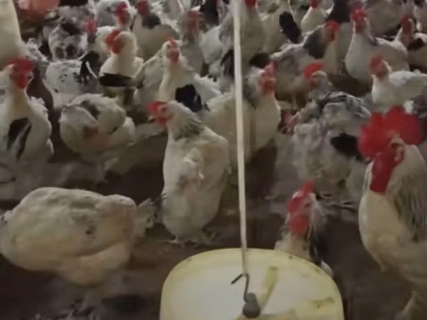 Chickens — 阿塞拜疆