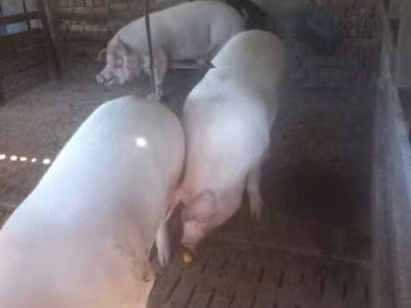 Boar,  — Hungary