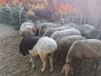 Schaap, Schapen — foto 2