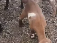 Echki, Czech Brown Shorthaired goats — 4-rasm