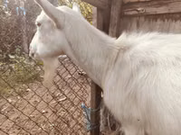 Koza, Saanen goat — foto 1