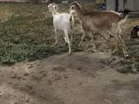 Koza, Beetal goats — foto 1