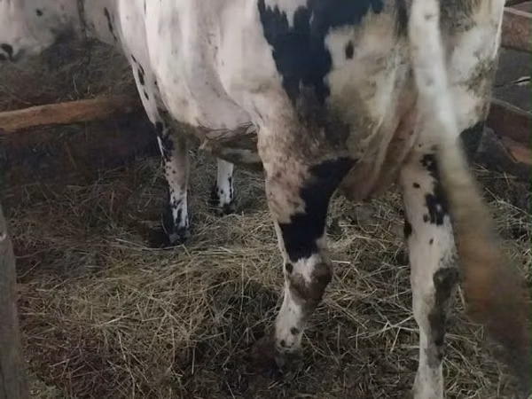 Cow, Russian Black pied cattle — Kazakhstan