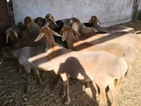 Sheep, Arashan sheep — photo 3