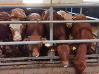 Cattle (batch, sex not specified), Limousin cow — photo 1