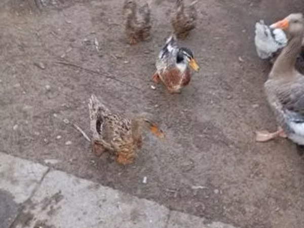 Ducks — 匈牙利
