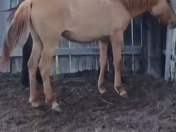 Kuda betina, Kazakh horse — Kazakhstan