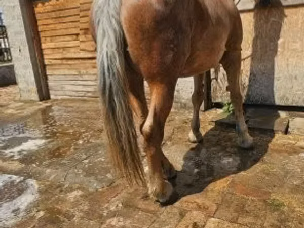 Էգ ձի, Ձիեր