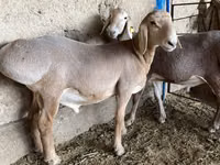 Koç, Arashan sheep — foto 2
